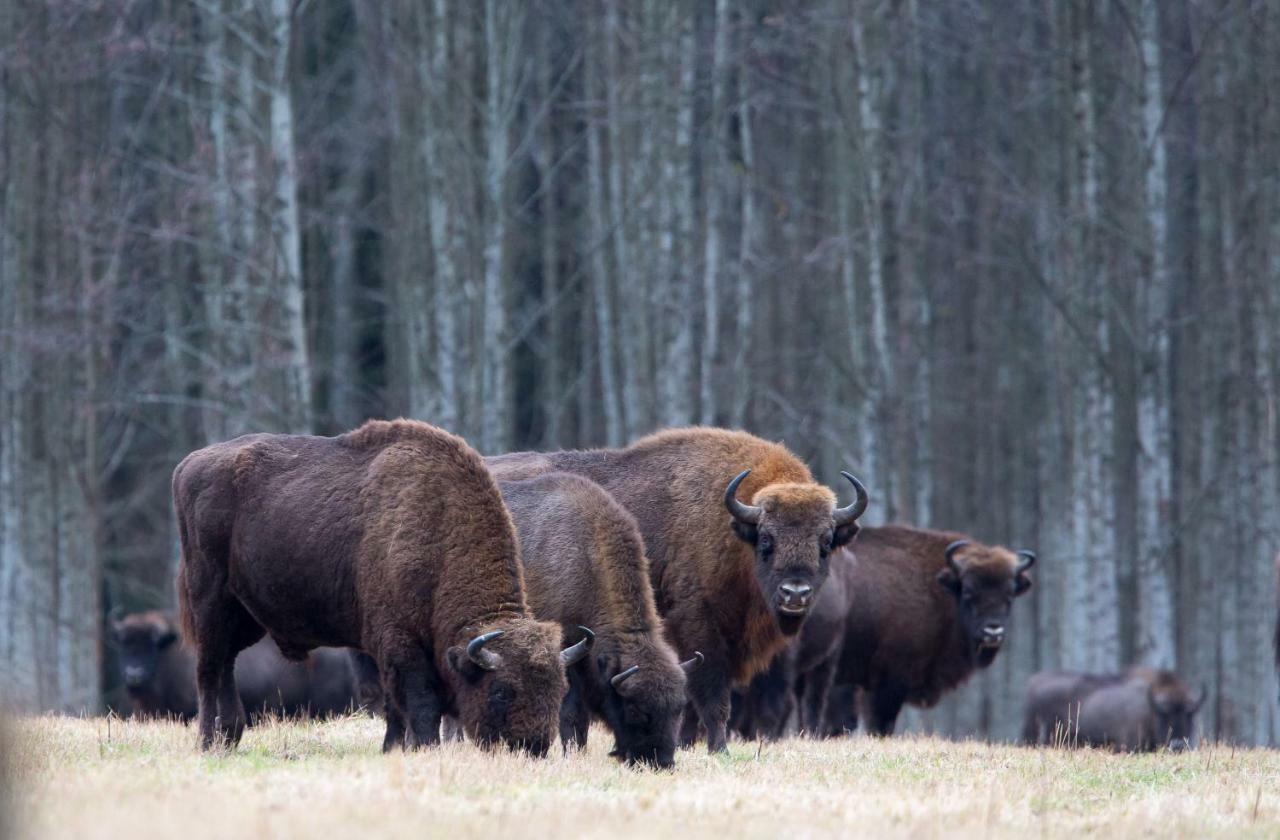 Bialowieski Raj Беловеж Экстерьер фото