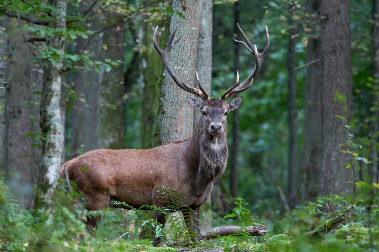 Bialowieski Raj Беловеж Экстерьер фото